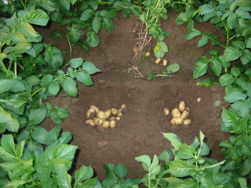 Kartoffeln im eigenen Anbau stellt sich oft schwierig heraus. Hier sind erntereife Kartoffeln dargestellt.