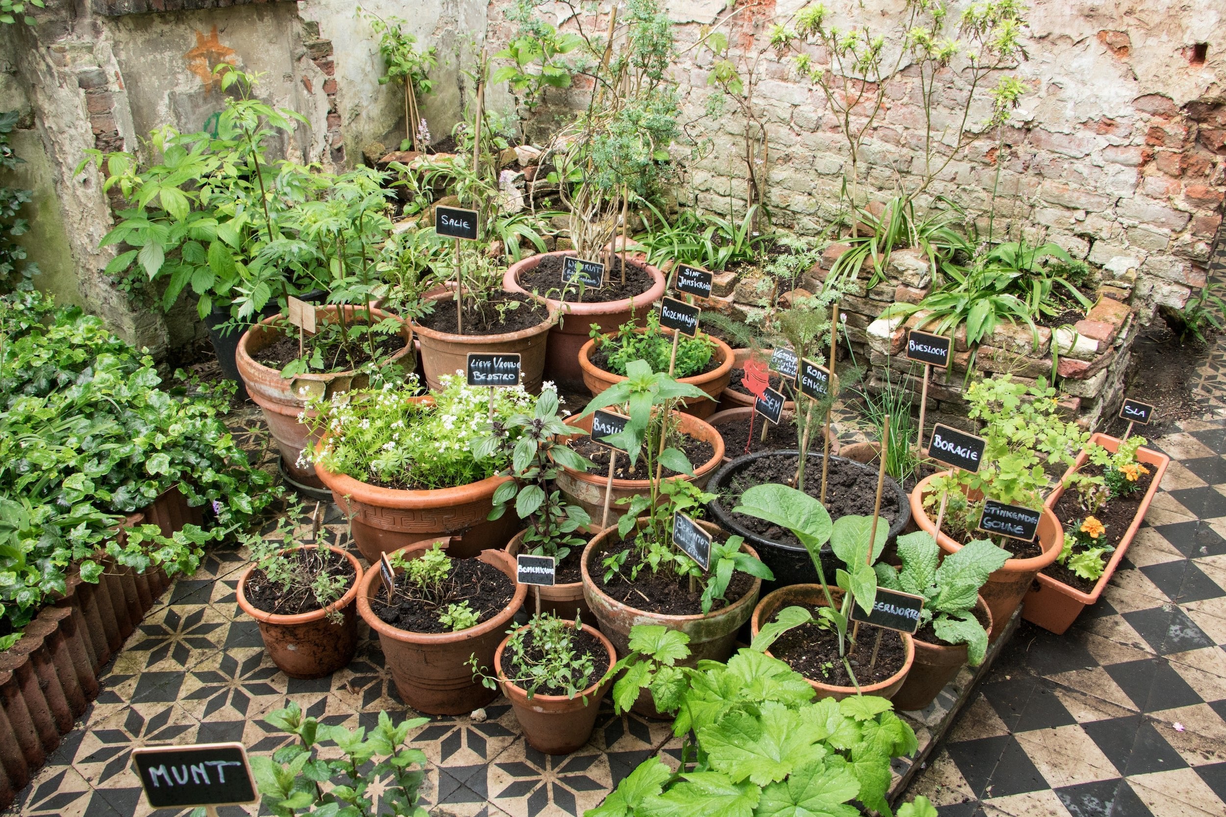 Verschiedene Kübelpflanzen befinden sich auf dem Balkon. Jungpflanzen werden somit herangezogen.