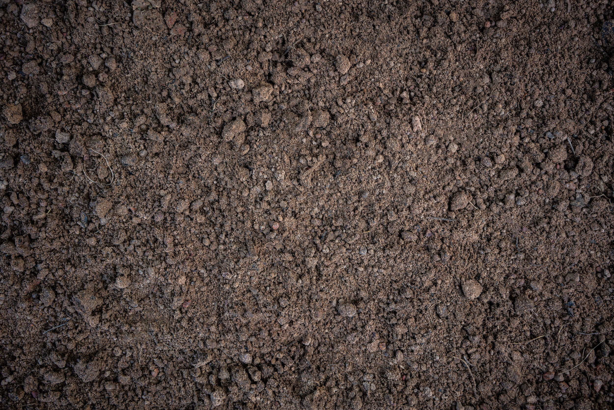 Gartenpflege im Januar: Ein Neubeginn im Winter