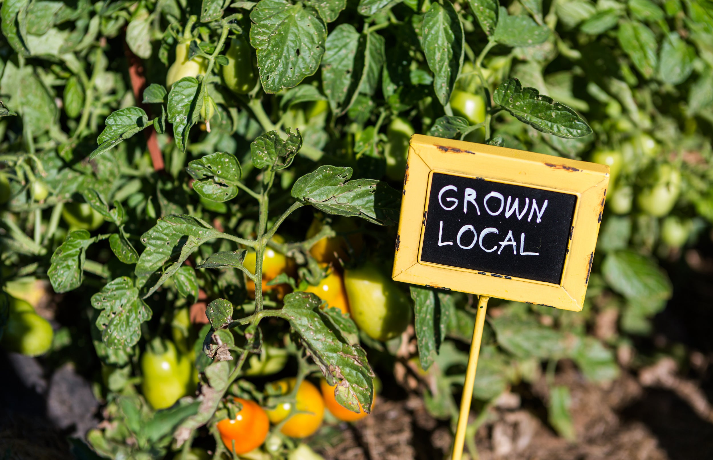 Tomatenpflanzen wachsen im Hochbeet stark und vital durch den geeigneten Dünger