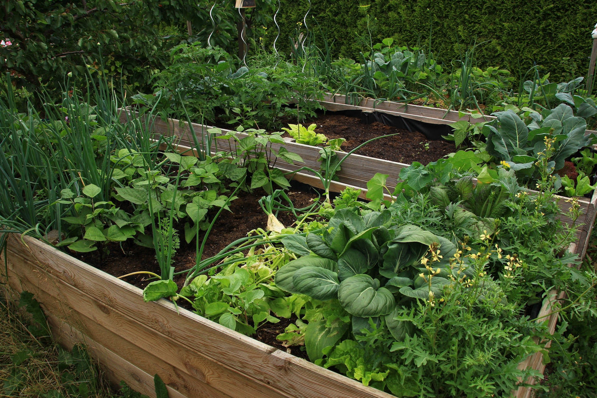 So übersteht dein Garten einen trockenen Sommer
