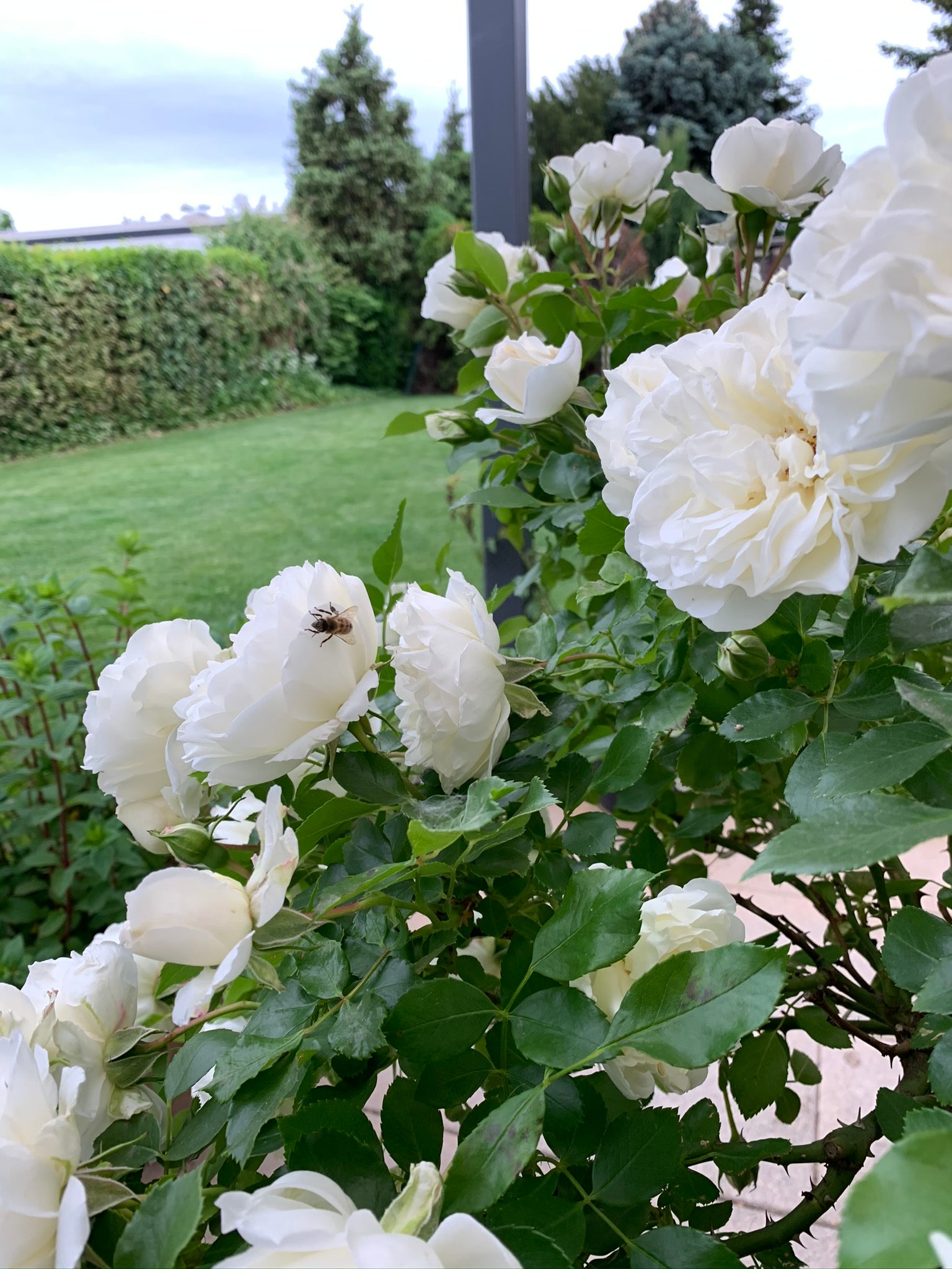 Weise Rosen sind beim Schneiden und beim Düngen sehr anspruchsvoll. Diese Tipps sollten verfolgt werden.