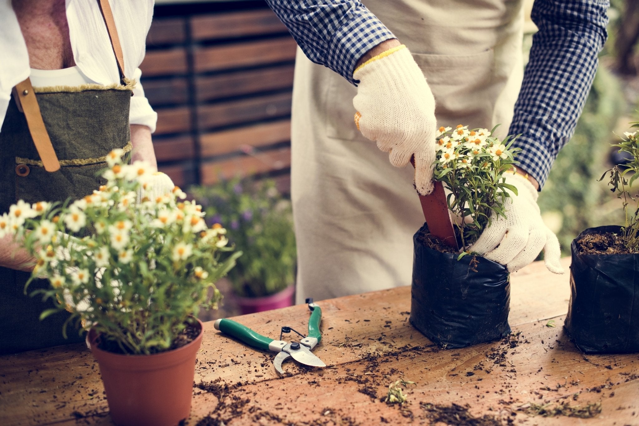 DüngMe Bio-Dünger für Blumen: Organischer Universaldünger, rein pflanzlich, fördert gesundes Pflanzenwachstum.