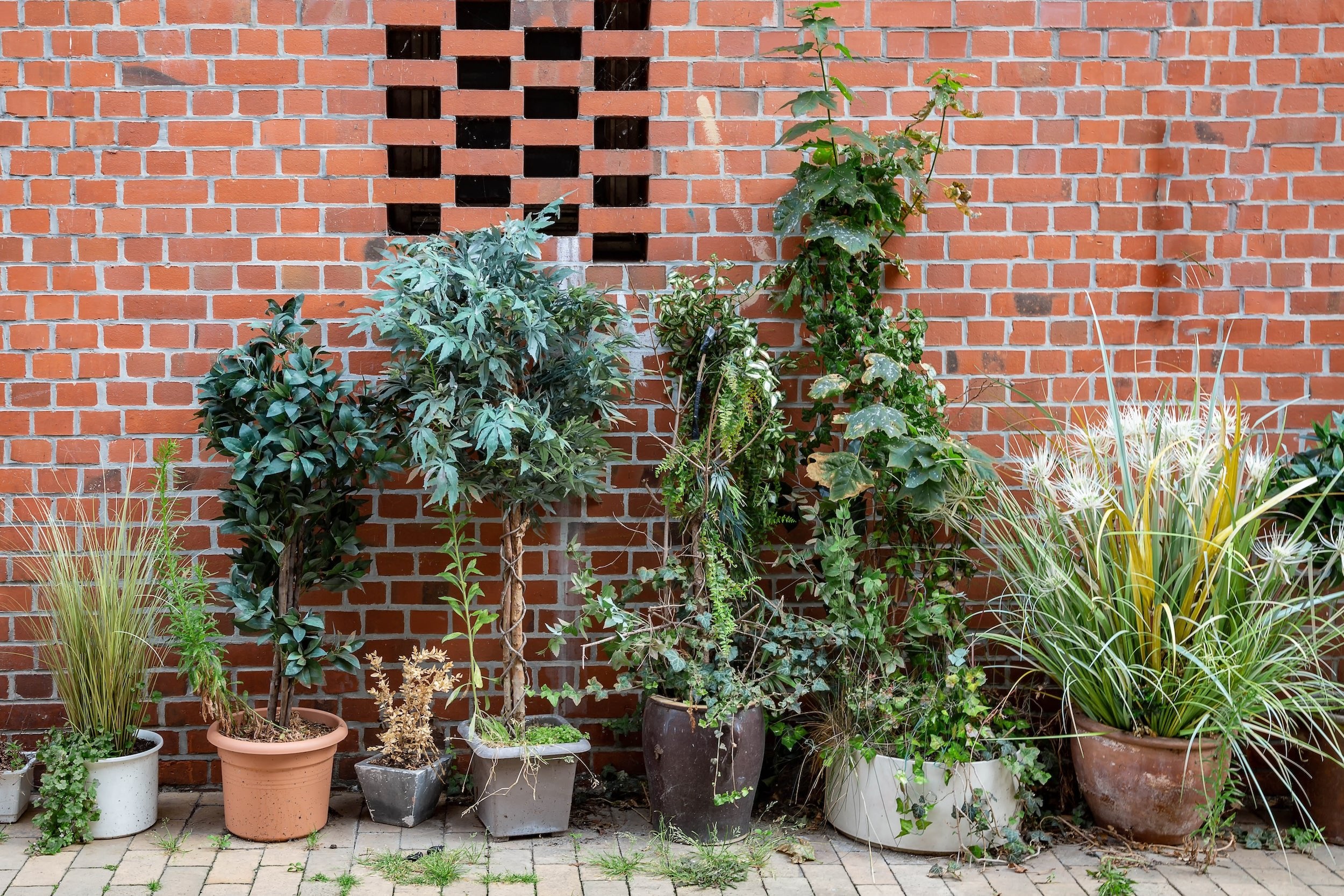 Im Garten gibt es auch für den Schatten spezielle und sehr geeignete Pflanzen