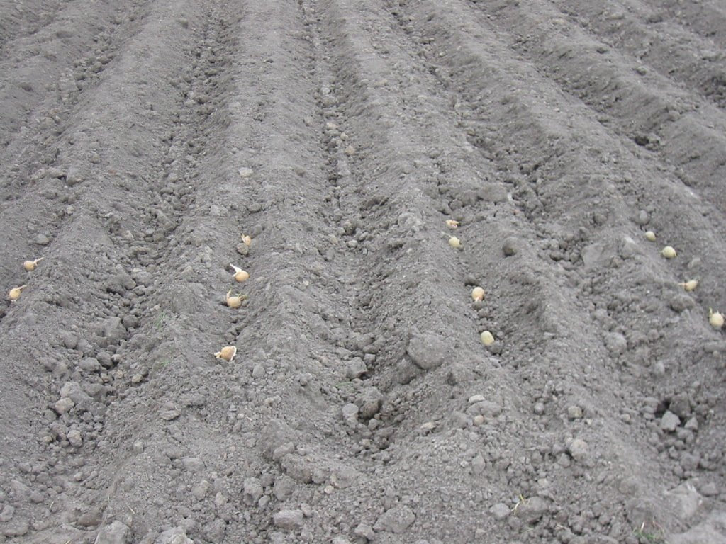 Biologischer Kartoffelanbau mit bestimmtem Abstand zwischen den Knollen. Anbau der Kartoffeln sind sehr wichtig.