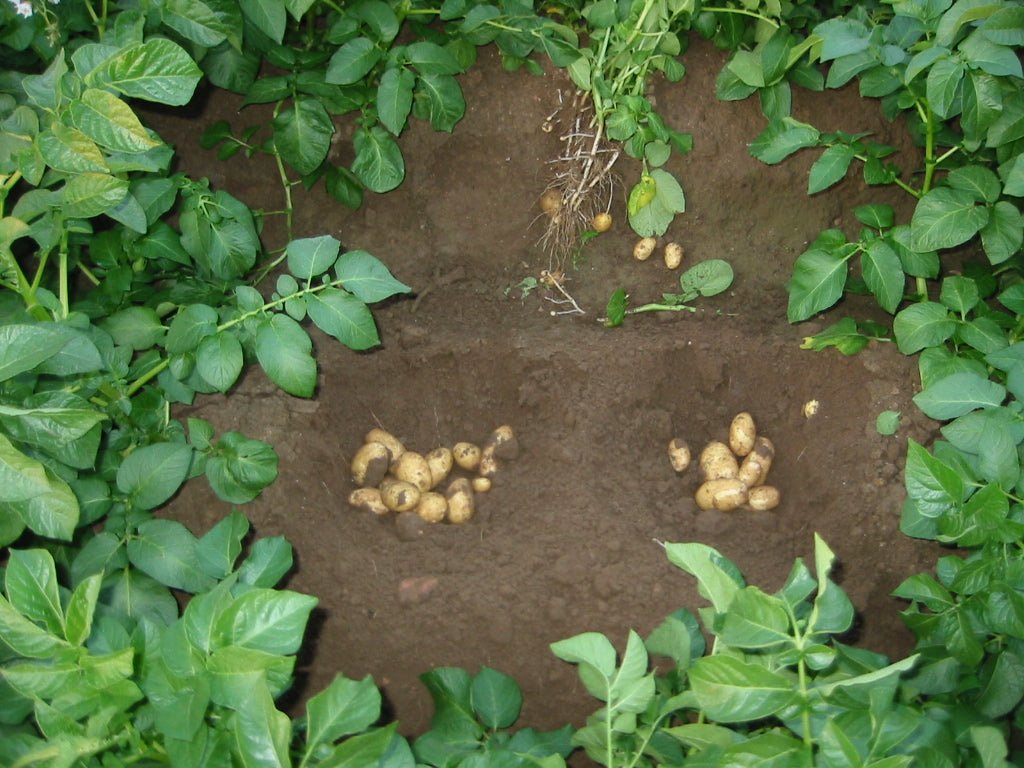 Kartoffeln im eigenen Anbau stellt sich oft schwierig heraus. Hier sind erntereife Kartoffeln dargestellt.  