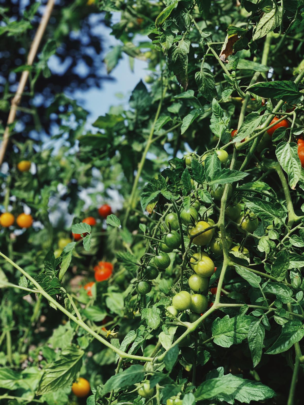 Die Tomaten trotzen dem Klimawandel und gedeihen wunderschön im Garten.
