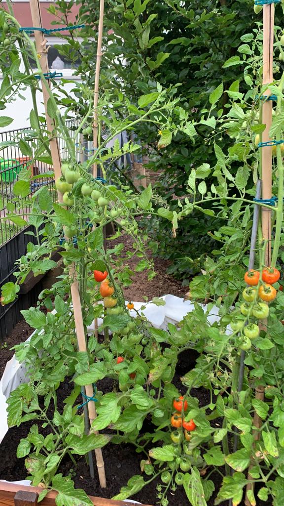 Tomatenpflanzen werde in ein Hochbeet gepflanzt.