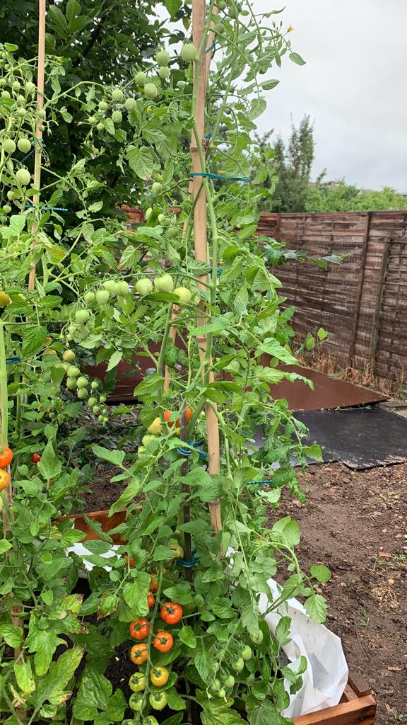 Die Tomatenpflanzen werden im Hochbeet angebaut.