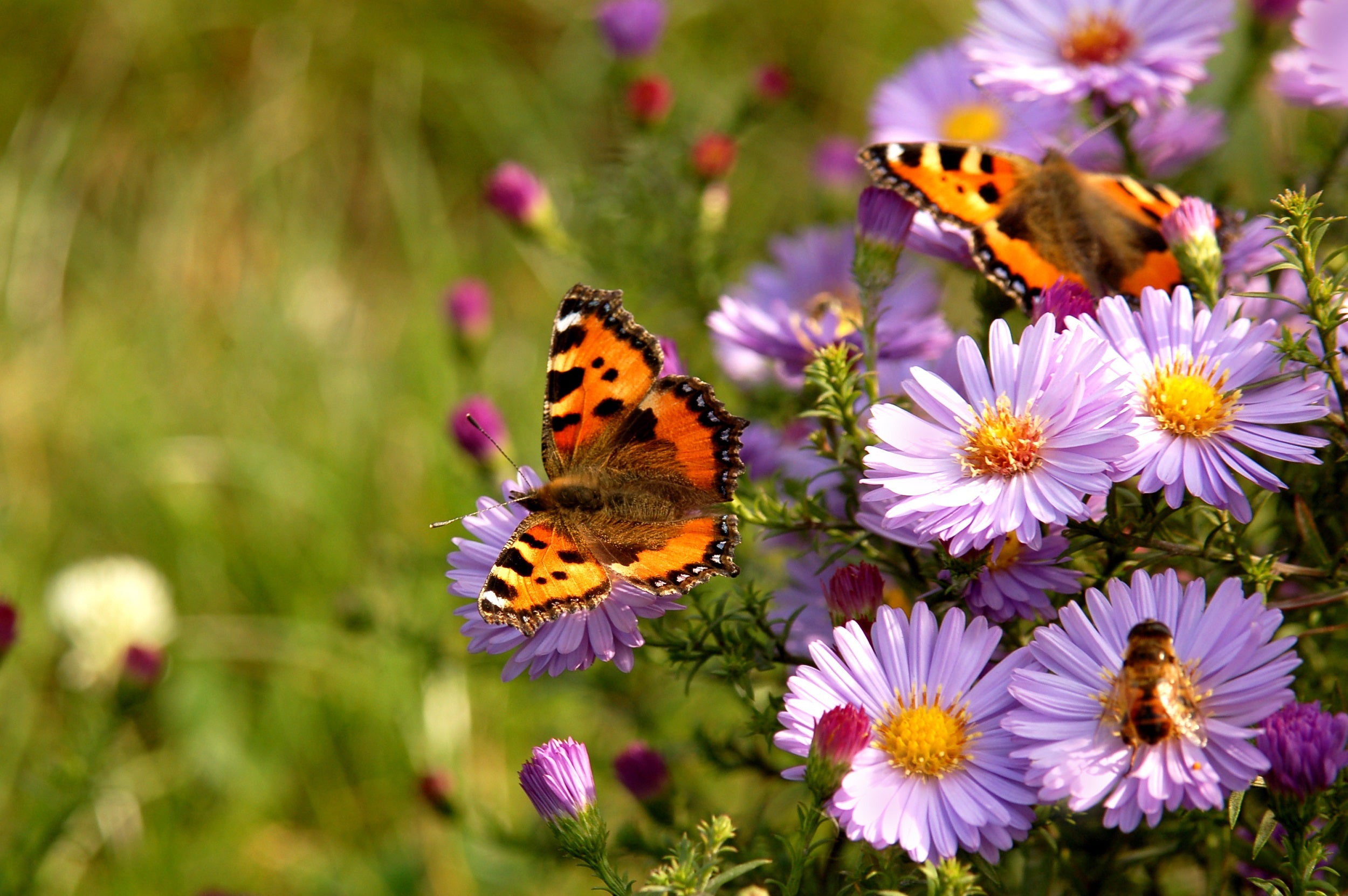 Schmetterlinge sind sehr nützlich im Garten und essentiell für Blumen, Kräuter und Wildpflanzen. 