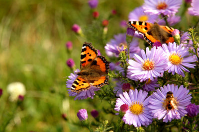 Schmetterlinge – Schön anzusehen und nützlich im Garten