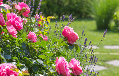 Rosen – pflegen, düngen, wässern und schneiden