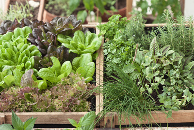 Die richtigen Kräuter für deinen Kräutergarten