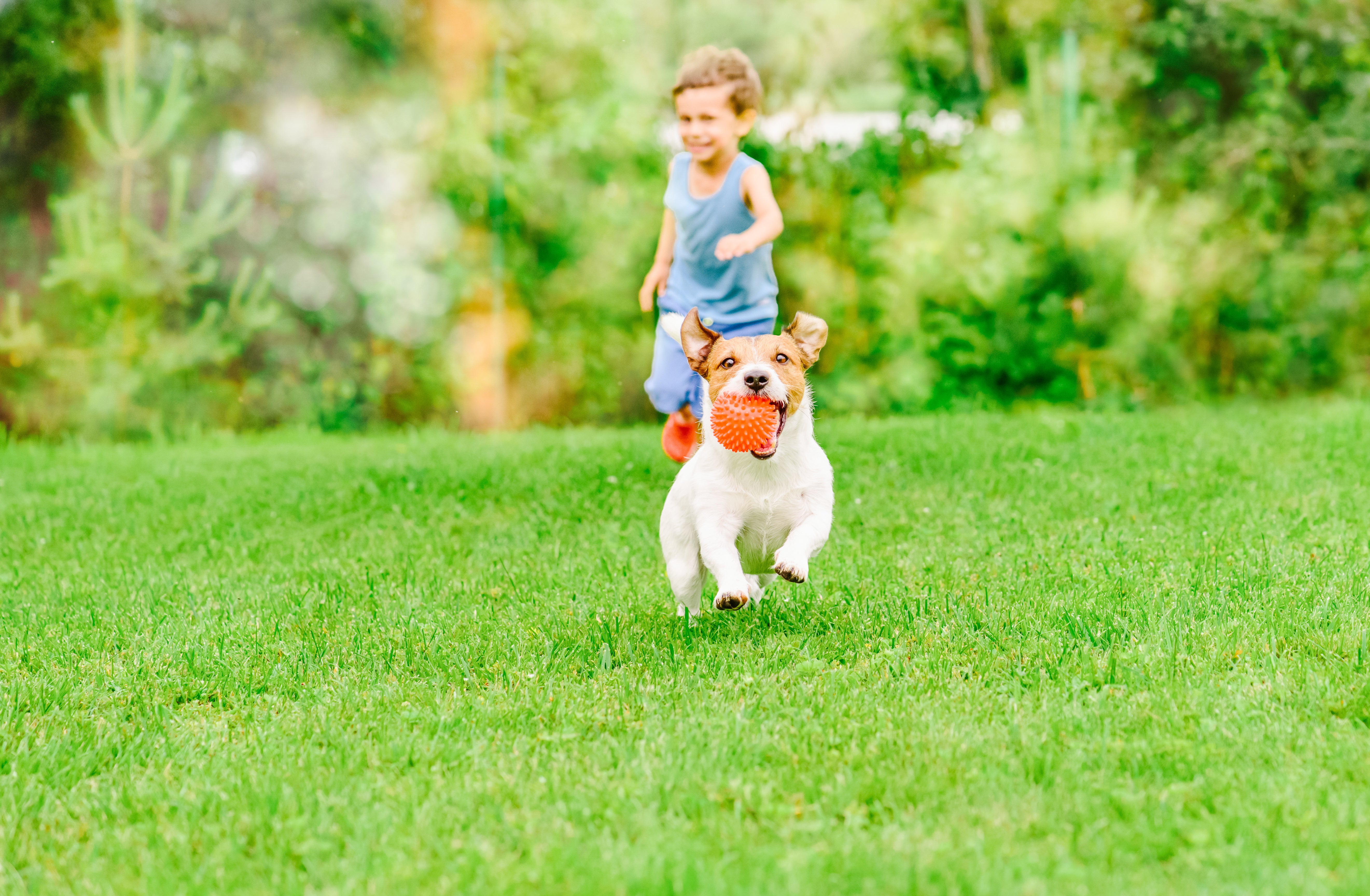 Rasenpflege ist mit Hunden sehr wichtig. Häufig urinieren Hunde auf dem Rasen und somit kannst du dich vor gelben Flecken schützen.