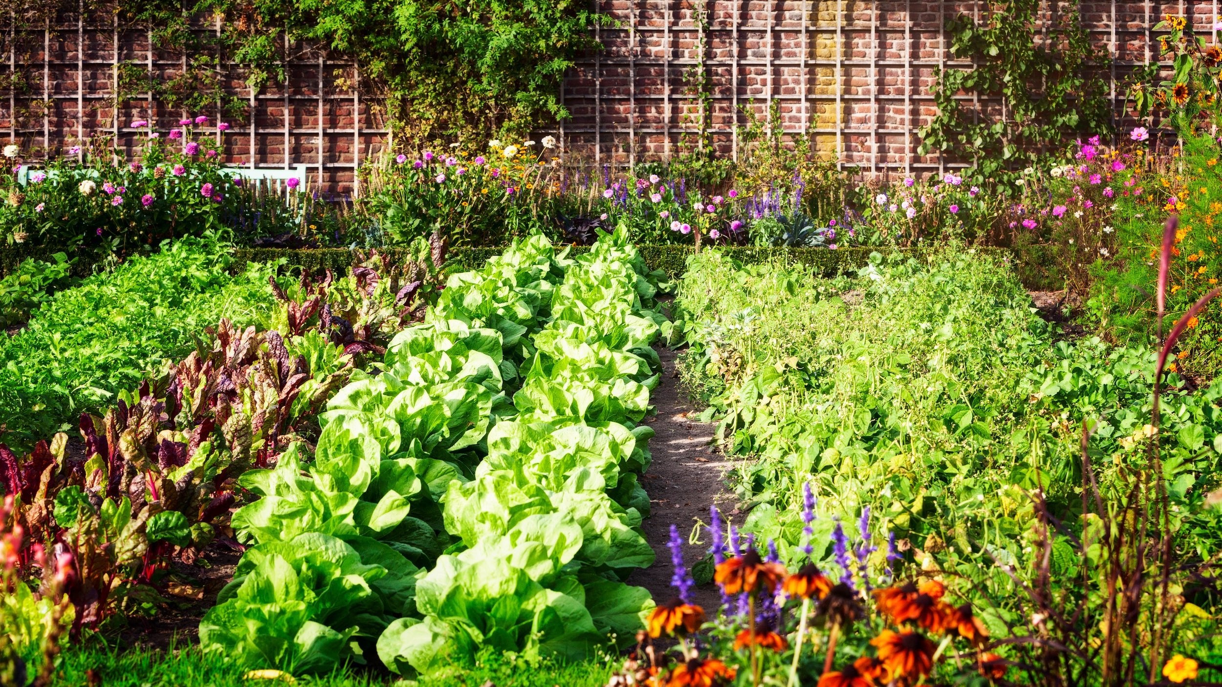 Ein Nutzgarten besteht aus verschiedenen Gemüse- und Obstsorten. Salatpflanzen wachsen mit dem richtigen Dünger stark und geben eine reiche Ernte ab.