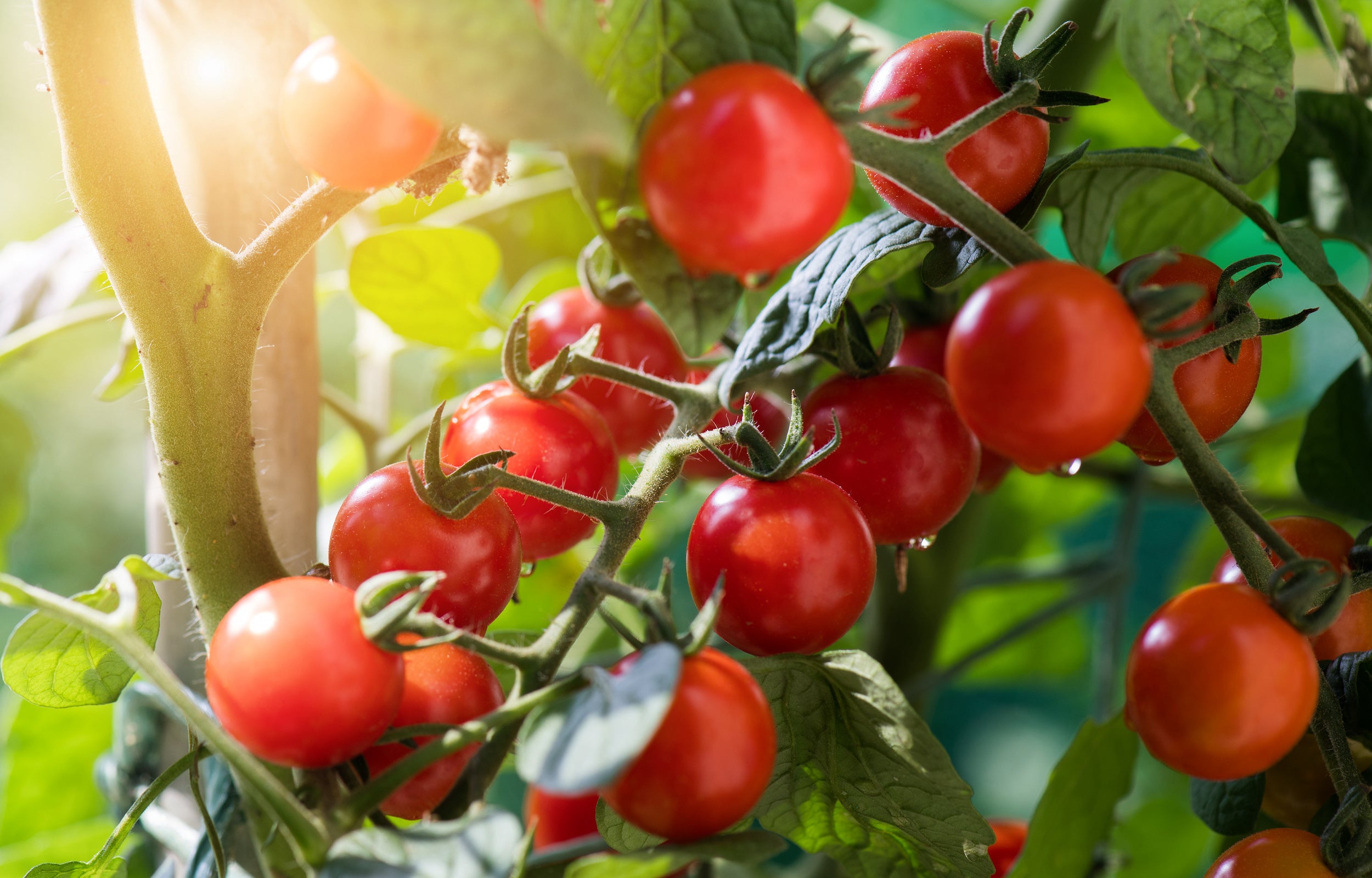 Die Tomatenpflanzen wachsen und gedeihen prächtig. Dazu hilft Ihnen ein natürlicher Uiversaldünger.