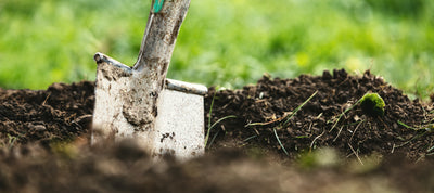 Klimawandel und Starkwetter – Der Einfluss auf die Gartenpflege