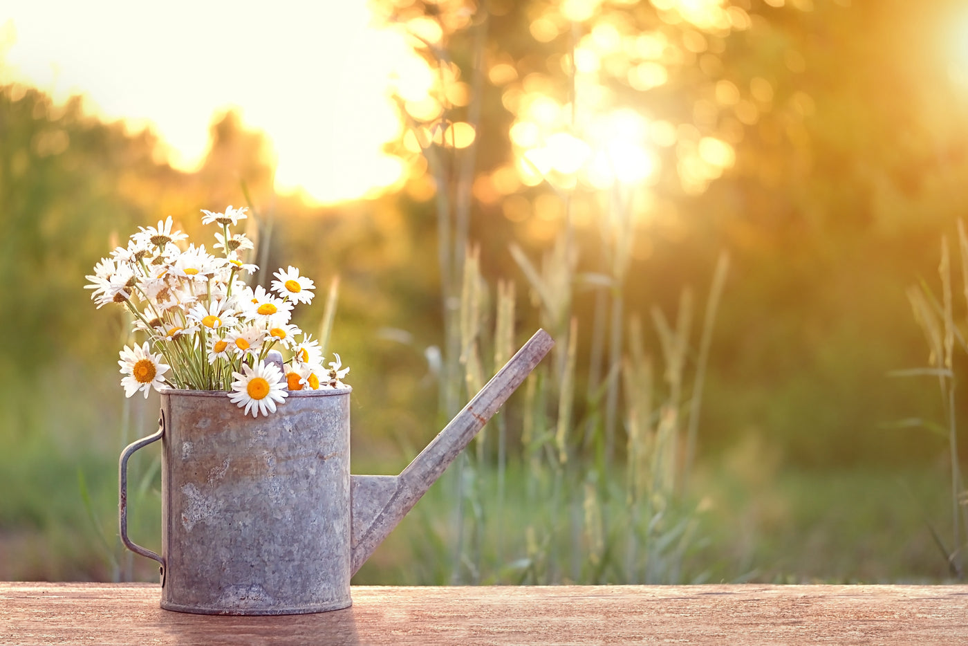 Eine Gießkanne befindet sich im Garten. Dahinter ein schöner Sonnenuntergang. Sonnenblumen befinden sich in der Gießkanne.