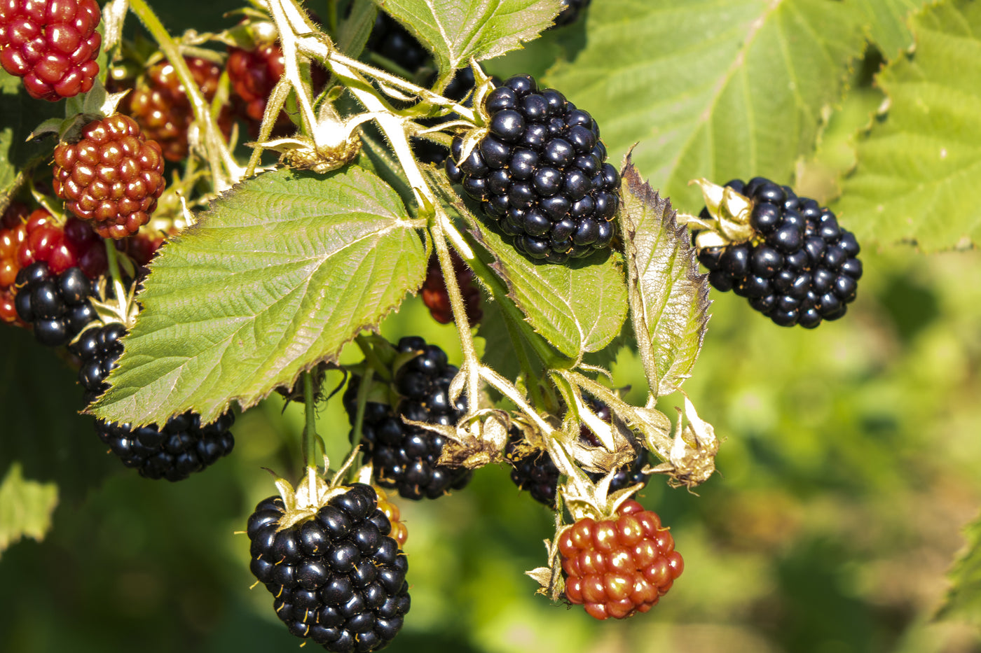 Brombeeren, Brombeerernte, Pflege Brombeeren