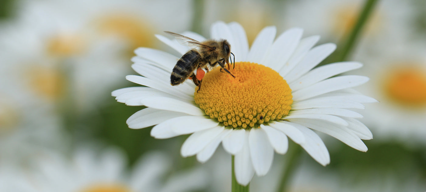 Eine Biene sitzt auf einer Sonnenblume und bestäubt diese. Bienensterben ist immer stärker verbreitet.