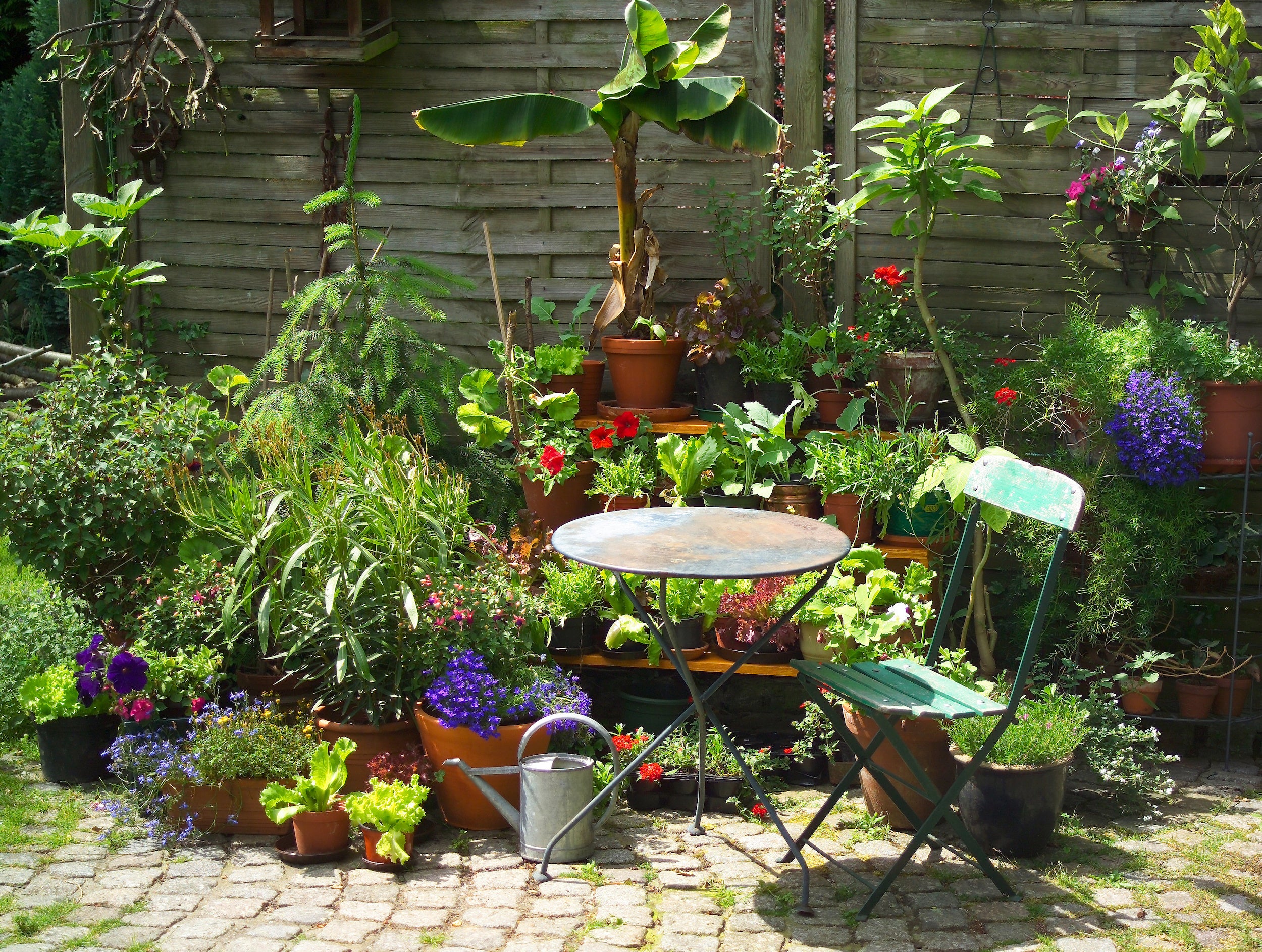 Stauden gedeihen vital und schön im Garten durch den veganen Dünger