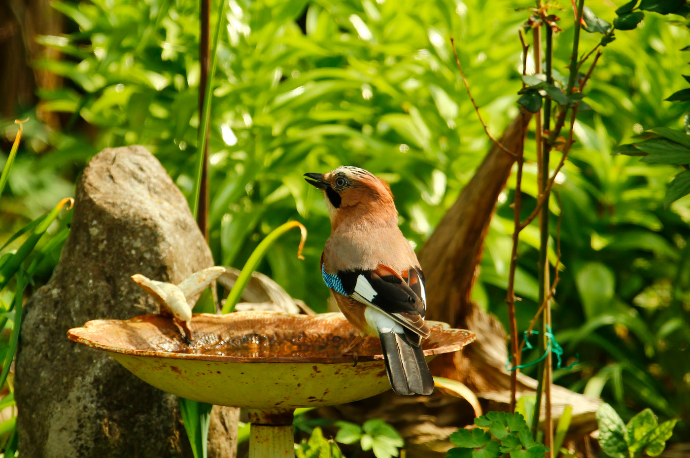 Ein Vogel trinkt in einem schön angelegten Garten aus dem Teich.
