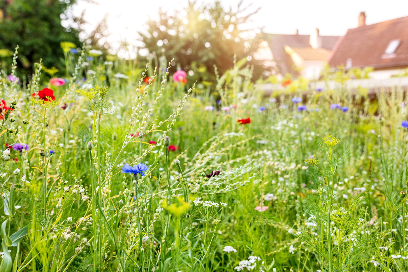 Die perfekte Sommerwiese für Insekten, Bienen und Schmetterlinge.