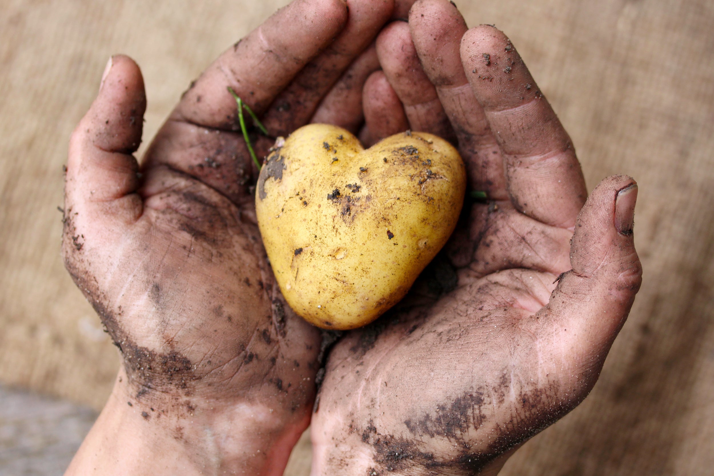 Das richtige Anpflanzen, die richtige Ernte und das richtige Kultivieren von Kartoffeln. 
