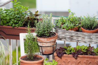 Plane deinen Kräutergarten richtig