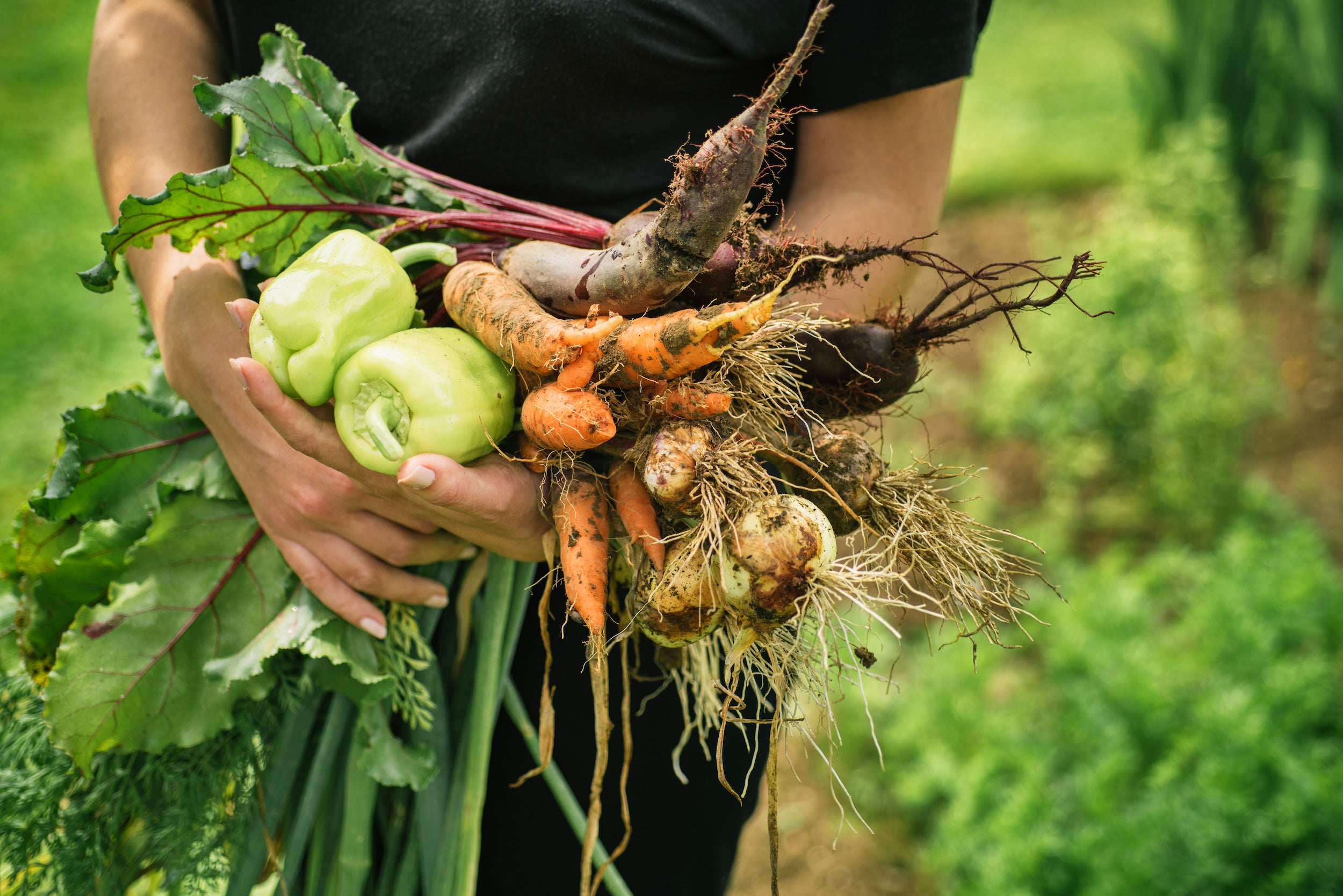 Eine Frau hält frisch geerntetes Gemüse in der Hand. Sie hält Karotten, Paprika und Kartoffeln in der Hand.