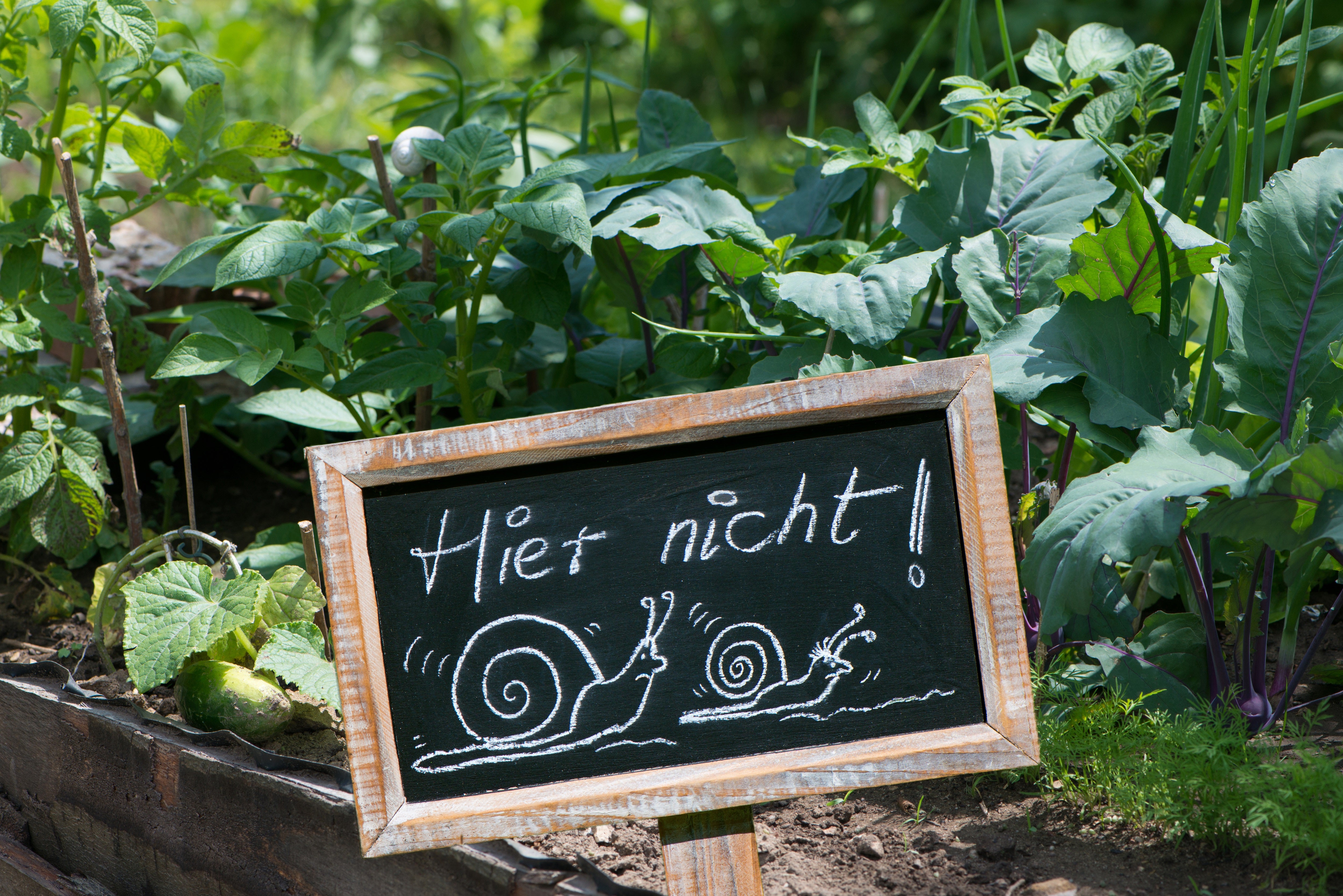 Schneckenplage, Schnecken im Garten, Gartenschnecken