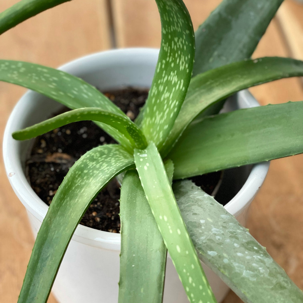 is aloe moisturizing OxygenCeuticals Soothing Aloe Vera Gel (1000ml) main image 1
