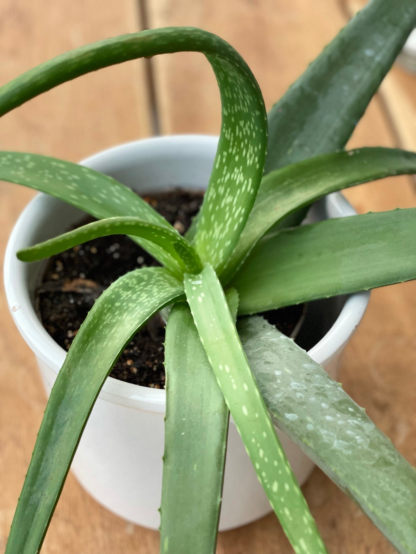 Aloe Vera ist im Wohnhaus sehr beliebt und wird auch für medizinische Belange eingesetzt. 