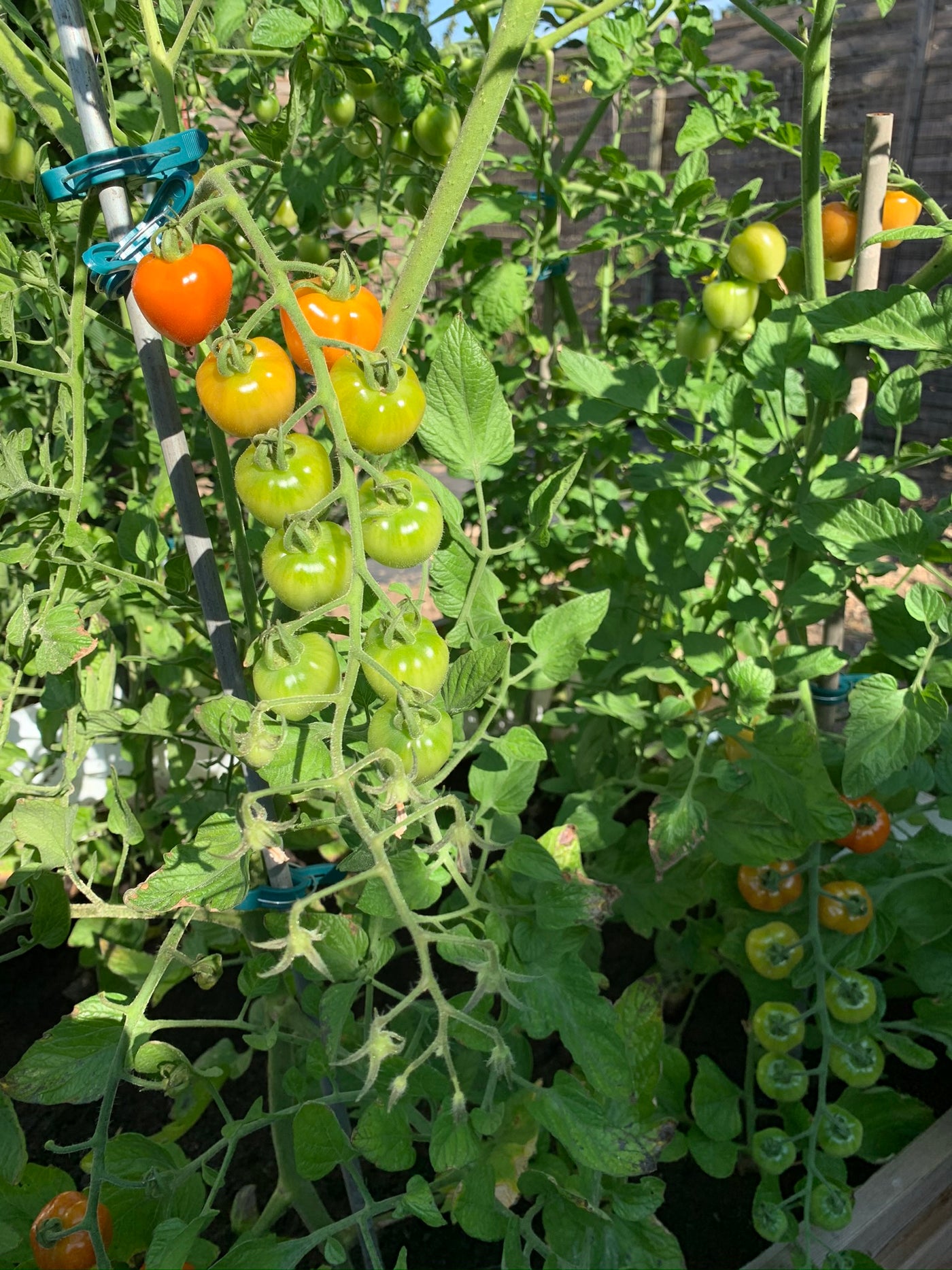 Tomaten wachsen in einem Hochbeet kräftig und vital heran.