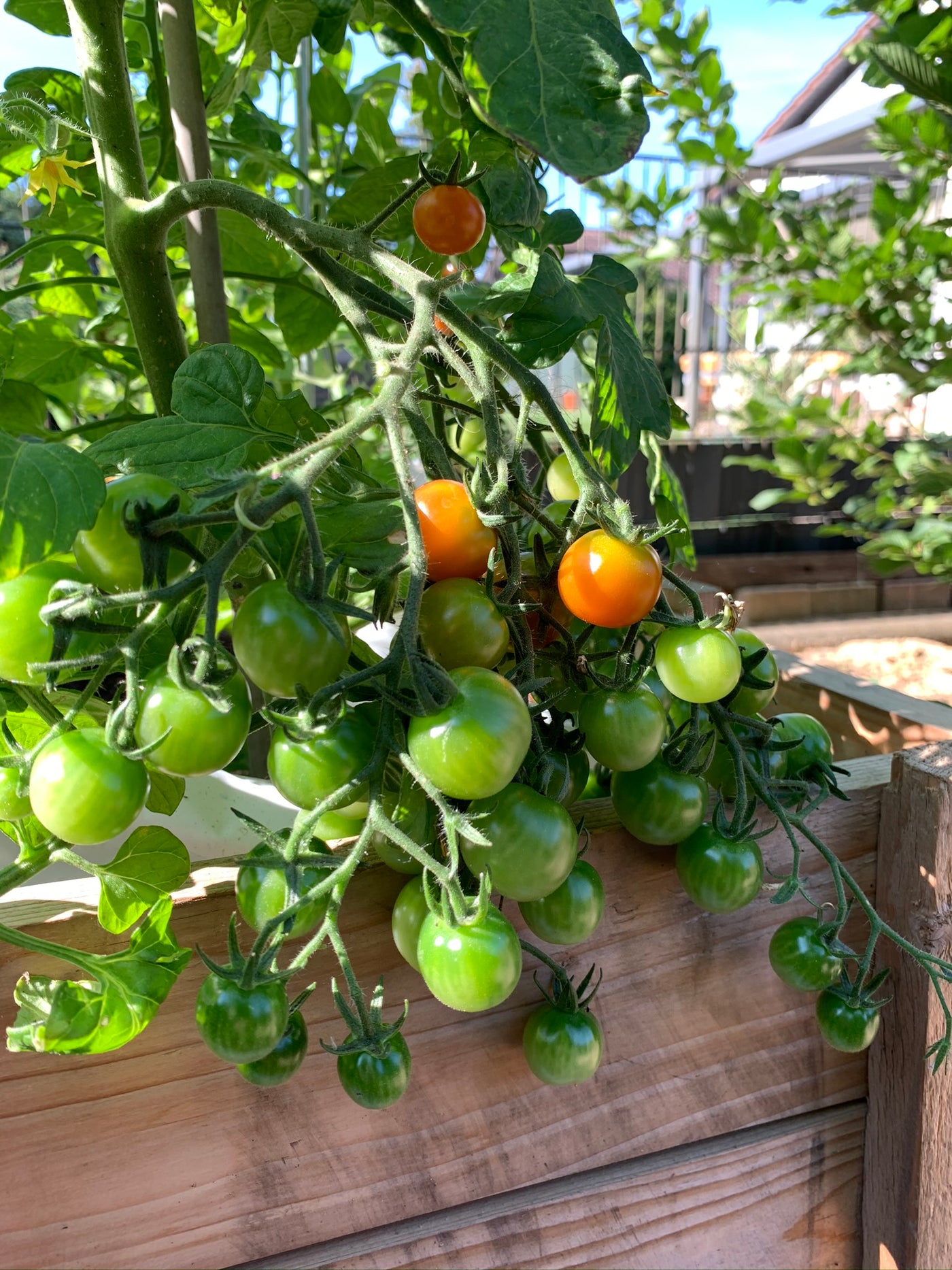 Tomaten sind der Hitze und den Schädlingen ausgesetzt,