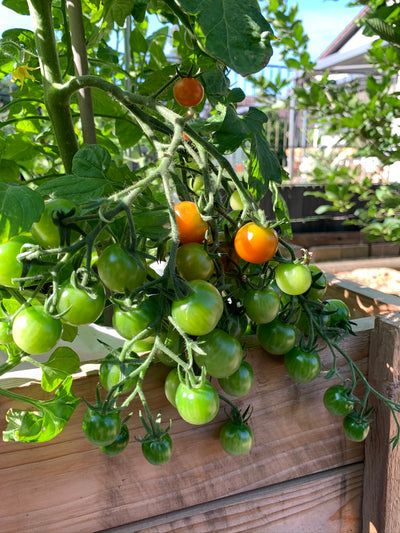 Die Tomaten und die Trockenheit – Hitze und Schädlinge