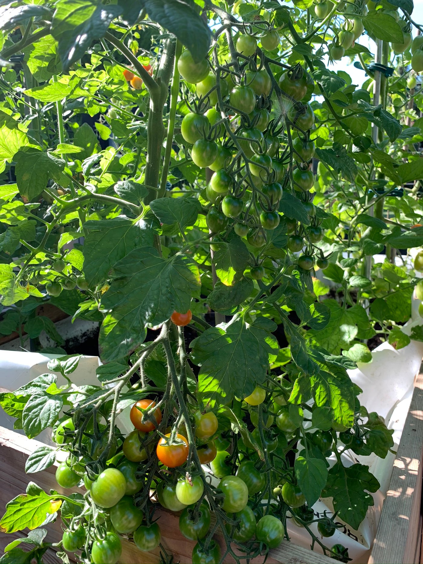 Tomatenpflanzen sind immer mehr klimatischen Herausforderungen unterlegen.
