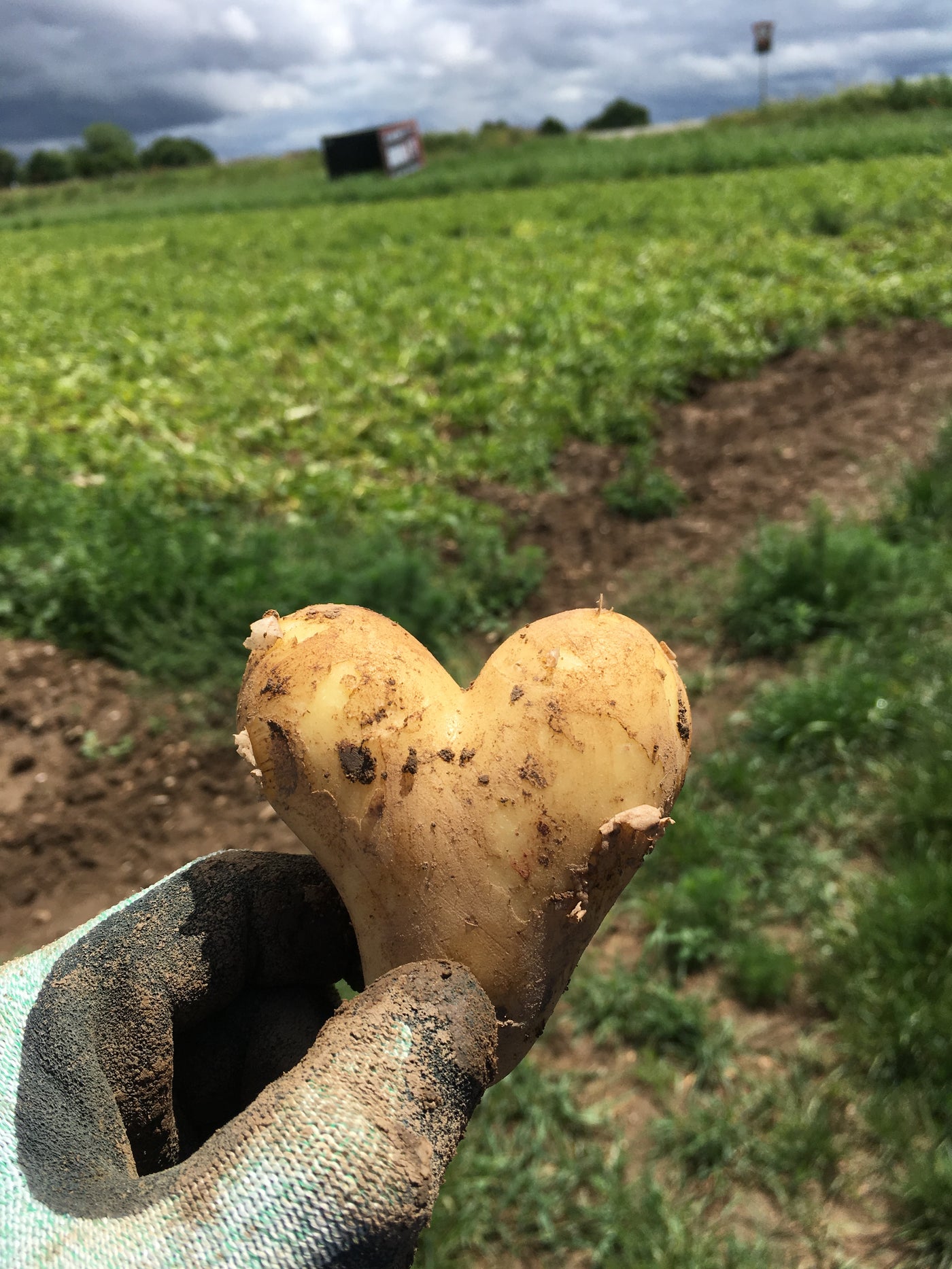 Die Kartoffelsorte Annabelle gehört zu den beliebtesten Kartoffelsorten in ganz Deutschland.