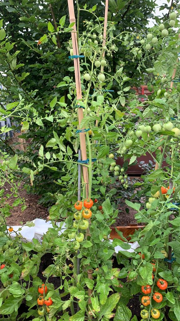 Die Tomatenpflanzen werden im Frühjahr ausgesät.