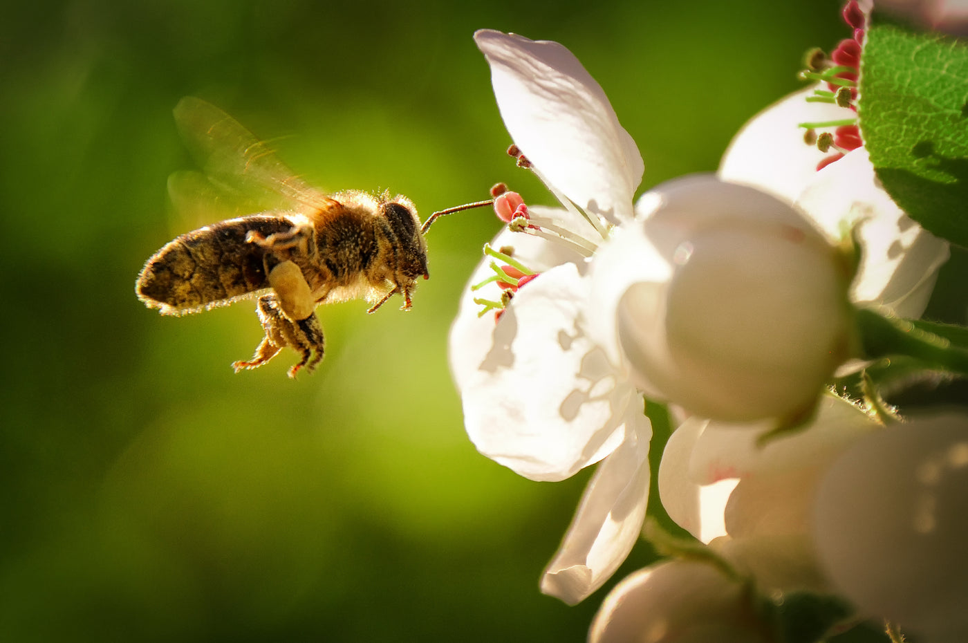 Eine Biene fliegt zu einer Blumenblühte, um von dieser den Nektar zu bekommen. Bienen sind wichtige Nützlinge.