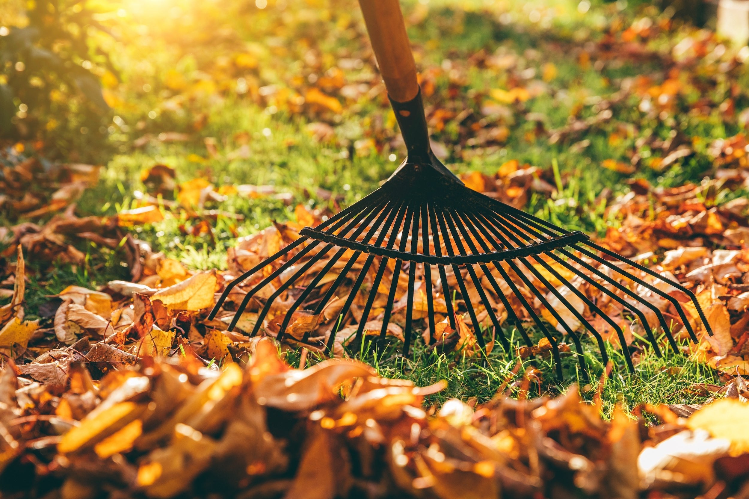 Es wird Herbst und es fallen die Blätter. Was eigentlich ein schöner Anblick sein sollte, ist oftmals jedoch nur der Aufruf zur Arbeit. Man muss die Blätter beseitigen und das dauert und ist nicht so leicht, wie es sich anhört.