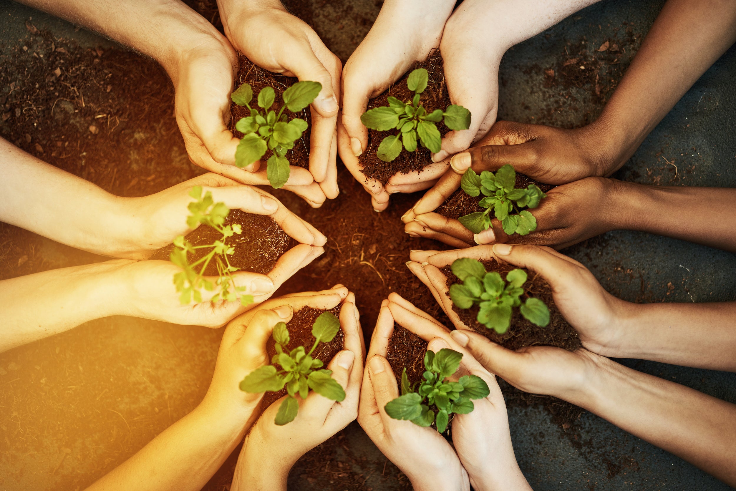 Viele Hände im Kreis angeordnet, halten jeweils eine Pflanze in der Hand und symbolisieren damit Verbundenheit im Garten.