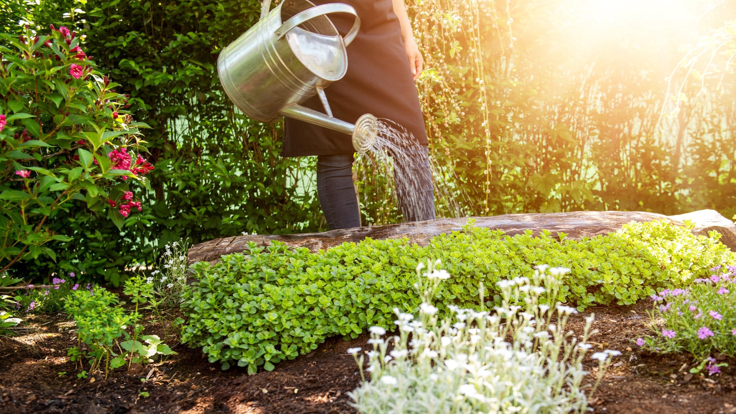 Mit einer Gießkanne bewässert ein Mann seine schönen Pflanzen im Garten. Damit schützt er seine Blumen vor den heißen Sommern.