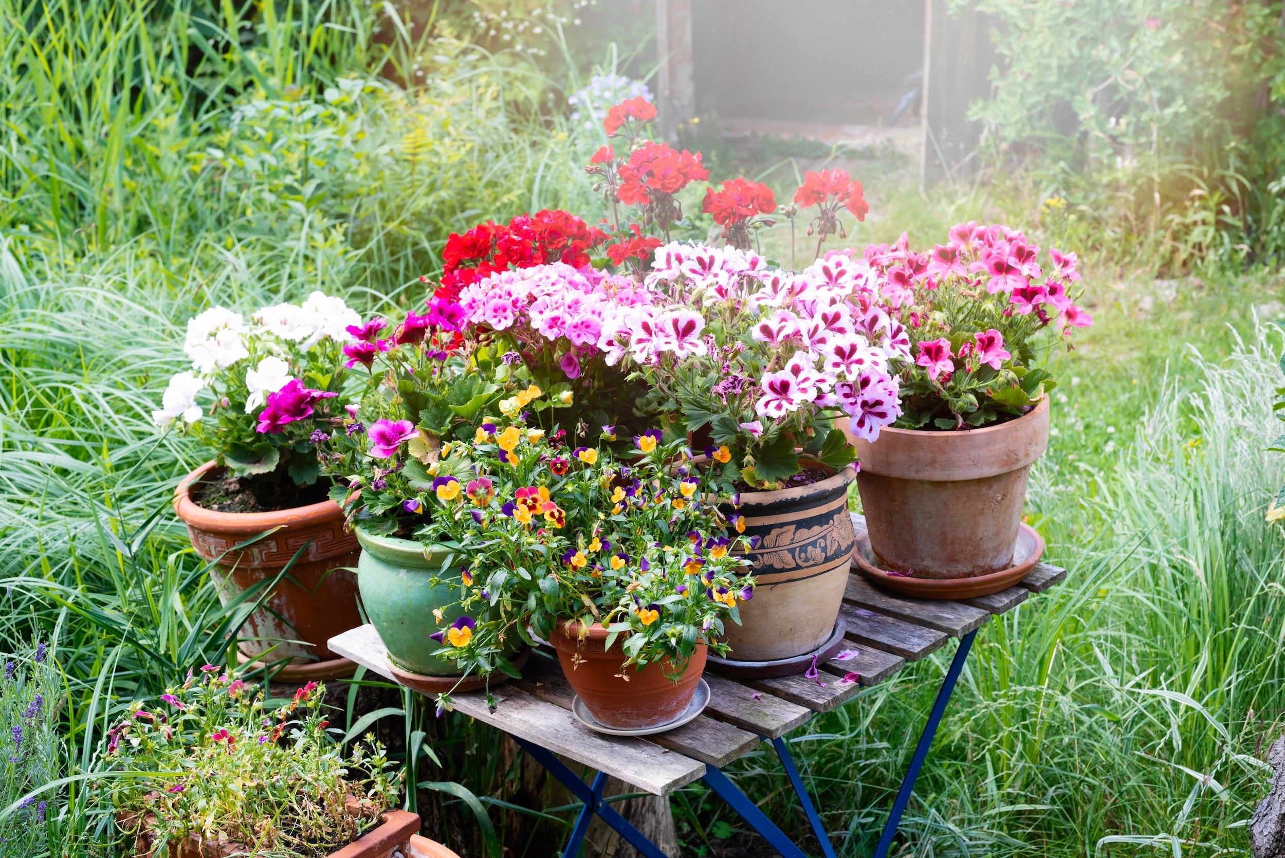 Viele verschiedene Blumen in schönen Blumentöpfen verschönern den Garten.